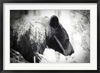 Framed Bear Emerging