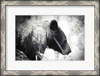 Framed Bear Emerging