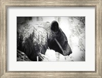 Framed Bear Emerging