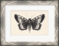 Framed Moth V