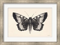 Framed Moth V