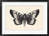 Framed Moth V