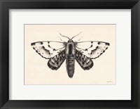 Framed Moth IV