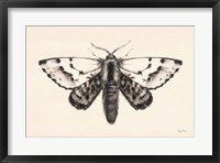 Framed Moth IV
