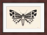 Framed Moth III