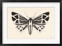 Framed Moth III