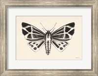Framed Moth III