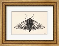 Framed Moth II