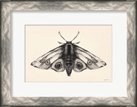 Framed Moth II