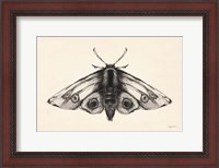 Framed Moth II