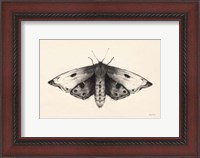 Framed Moth I