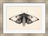 Framed Moth I