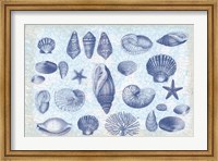 Framed Casual Coastal Shells