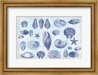 Framed Casual Coastal Shells