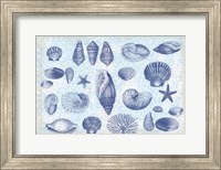 Framed Casual Coastal Shells