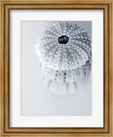 Framed Urchins