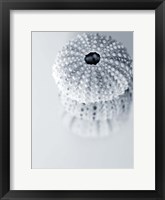 Framed Urchins