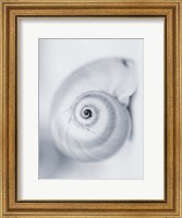 Framed Moon Snail