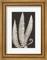 Framed Vintage Ferns