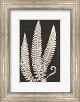 Framed Vintage Ferns