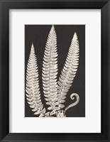 Framed Vintage Ferns