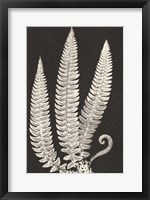 Framed Vintage Ferns