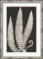 Framed Vintage Ferns