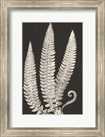 Framed Vintage Ferns