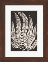 Framed Vintage Ferns II