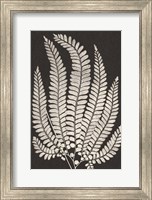 Framed Vintage Ferns II