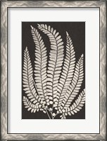 Framed Vintage Ferns II