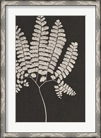 Framed Vintage Ferns IV