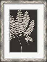 Framed Vintage Ferns IV