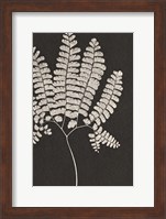 Framed Vintage Ferns IV