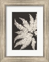 Framed Vintage Ferns V