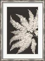 Framed Vintage Ferns V