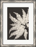 Framed Vintage Ferns V