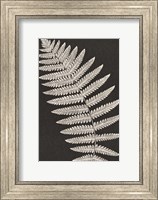 Framed Vintage Ferns VI