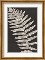 Framed Vintage Ferns VI