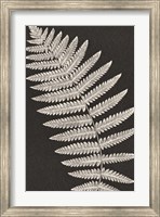 Framed Vintage Ferns VI