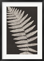 Framed Vintage Ferns VI