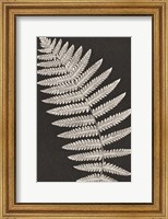 Framed Vintage Ferns VI