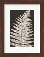 Framed Vintage Ferns VII