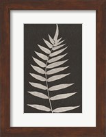 Framed Vintage Ferns VIII