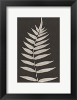 Framed Vintage Ferns VIII