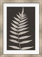 Framed Vintage Ferns VIII