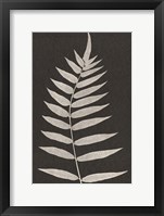 Vintage Ferns VIII Framed Print