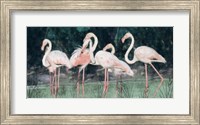 Framed Peach Flamingo III