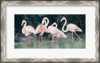 Framed Peach Flamingo III