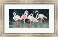 Framed Peach Flamingo III